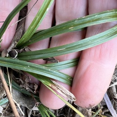 Carex blanda