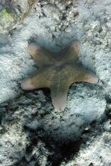 Choriaster granulatus