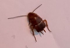 Periplaneta fuliginosa