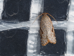 Meritastis piperata