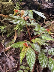 Begonia urticae