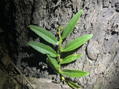 Eremophila debilis