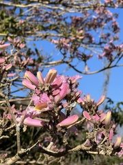 Ceiba speciosa