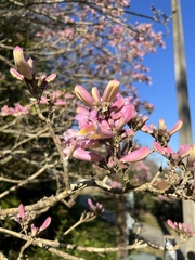 Ceiba speciosa