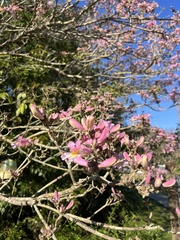 Ceiba speciosa