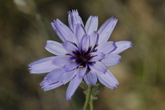 Catananche caerulea