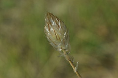 Catananche caerulea