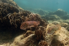 Sepia latimanus