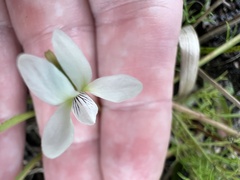 Viola vittata
