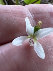 Viola vittata