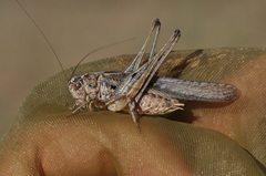 Platycleis