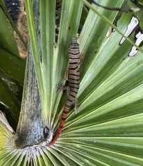 Sphaerodactylus elegans