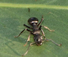 Campomyrma