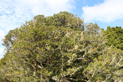 Beilschmiedia tarairi