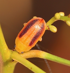Calomela satelles