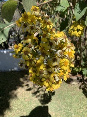 Rumfordia floribunda