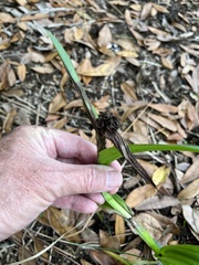 Habenaria floribunda
