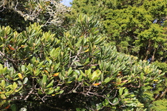Beilschmiedia tarairi