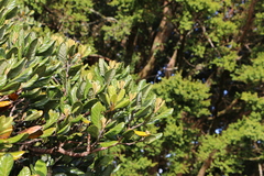 Beilschmiedia tarairi