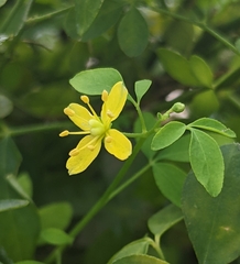 Psilopeganum sinense