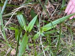 Habenaria floribunda