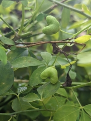 Psilopeganum sinense