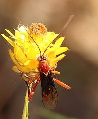 Lissopimpla