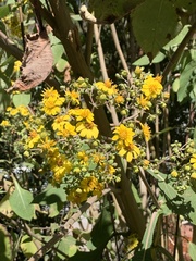 Rumfordia floribunda