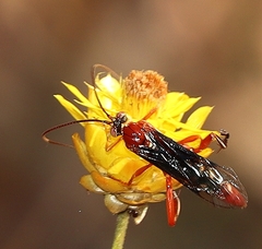 Lissopimpla