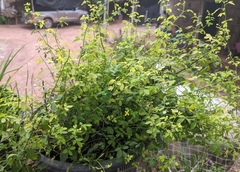 Psilopeganum sinense