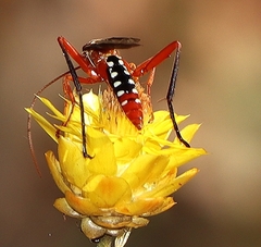 Lissopimpla