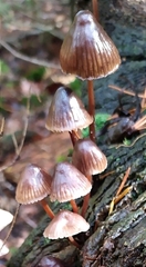 Mycena inclinata