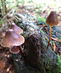 Mycena inclinata