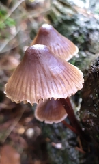 Mycena inclinata