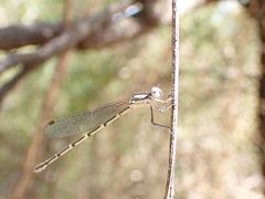 Austrolestes leda