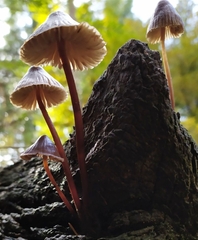 Mycena inclinata