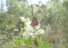 Paralucia pyrodiscus lucida