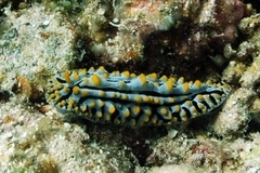 Phyllidia varicosa