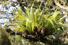 Astelia hastata