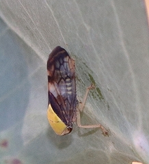 Brunotartessus fulvus