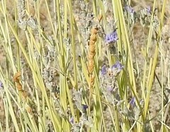 Dactylis glomerata hispanica