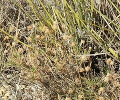 Plantago sempervirens