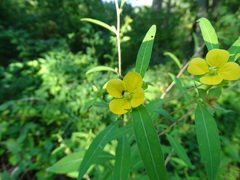 Ludwigia alternifolia