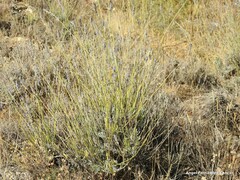 Plantago sempervirens