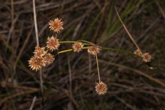 Rhynchospora holoschoenoides