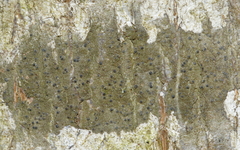 Pseudosagedia cestrensis