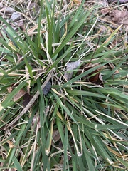 Anthoxanthum odoratum