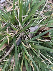 Anthoxanthum odoratum