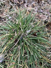 Anthoxanthum odoratum