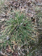 Anthoxanthum odoratum